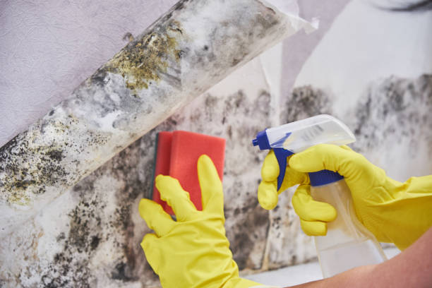 Best Environmental Consulting for Mold Prevention  in Geneva, AL